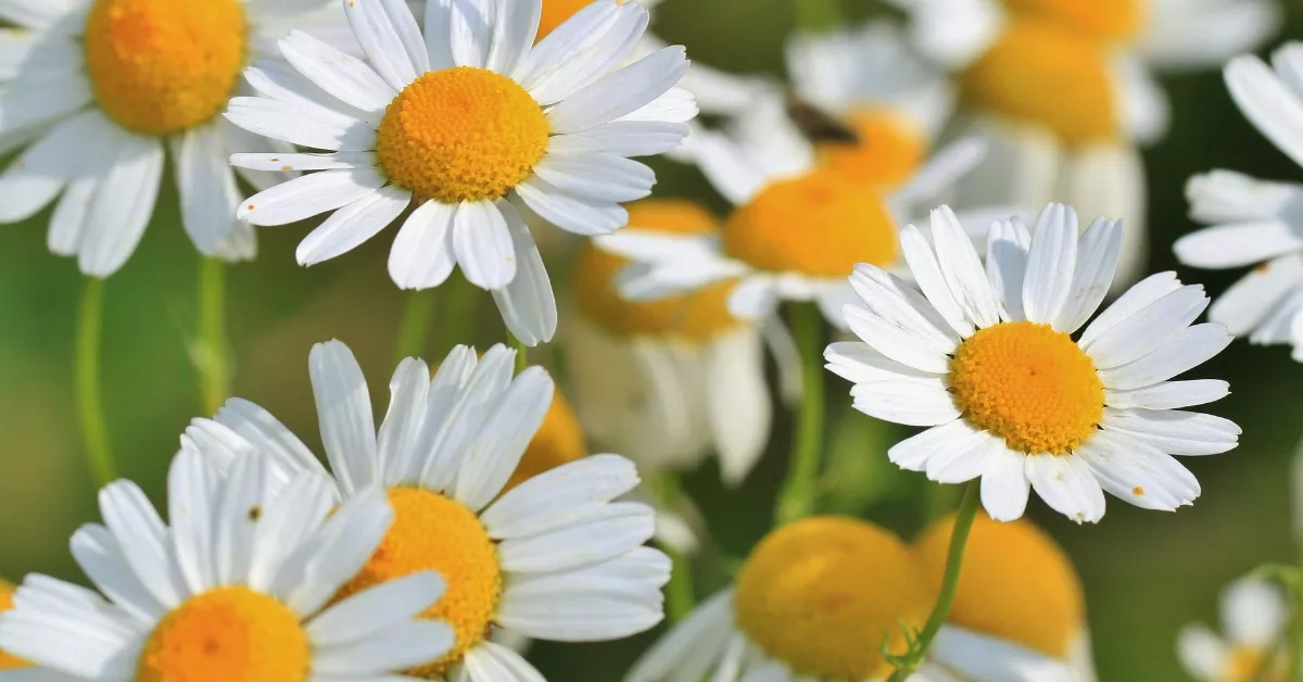 White and yellow chamomile flowers