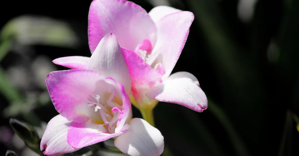 Freesia flowers with pink and white petals.