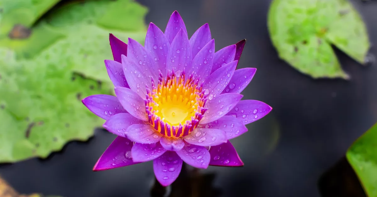 Blue lotus flower