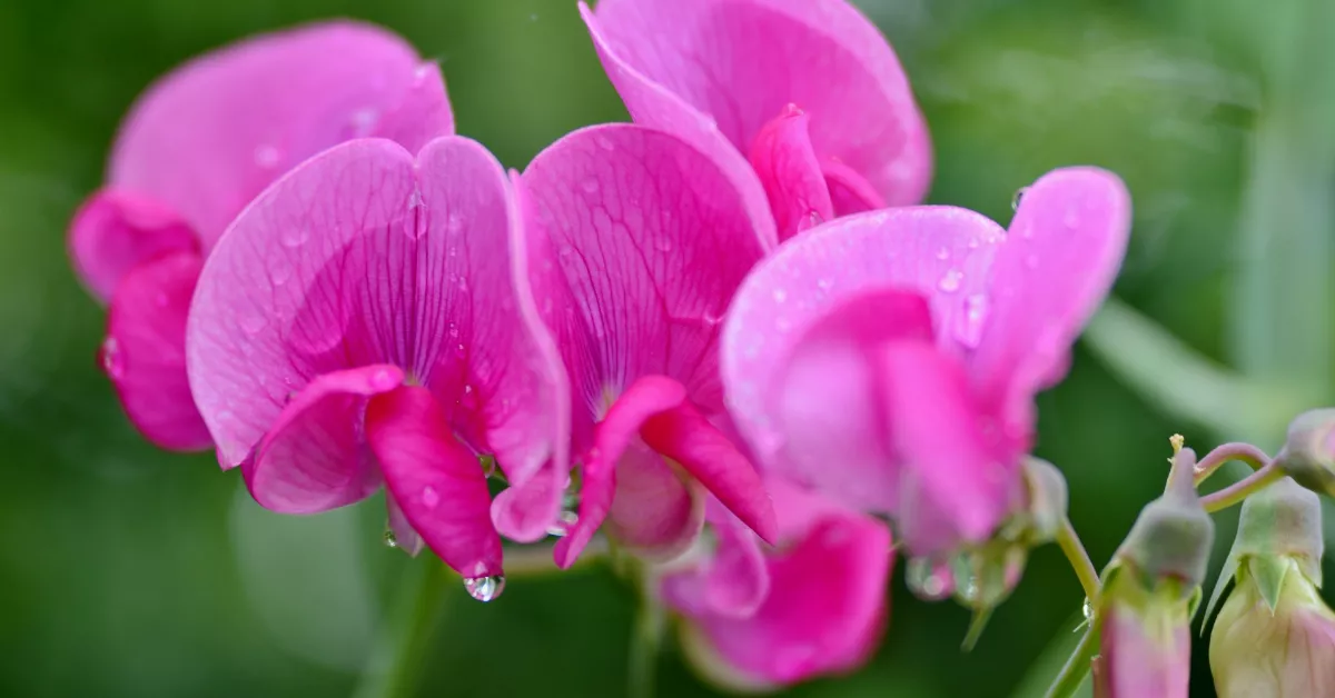 Sweet Pea flowers with purple petals