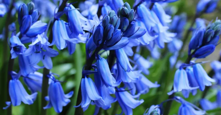 Unlocking the Secrets: Bluebell Flowers’ Magical Role in Creating Enchanting Perfumes