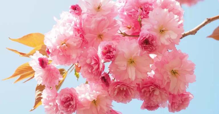 Unveiling the Secret: Cherry Blossoms’ Exquisite Role in Perfumery!