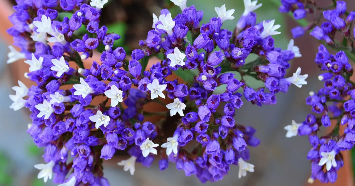 Lavendar and white statice flowers