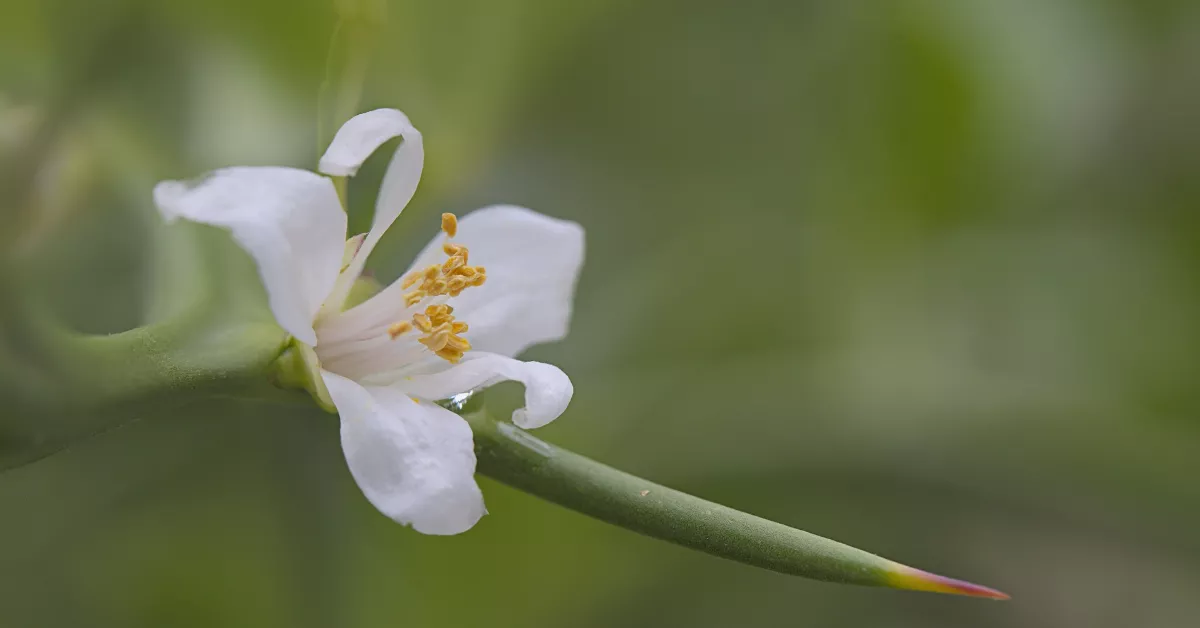 White yuzu flower on a tree.