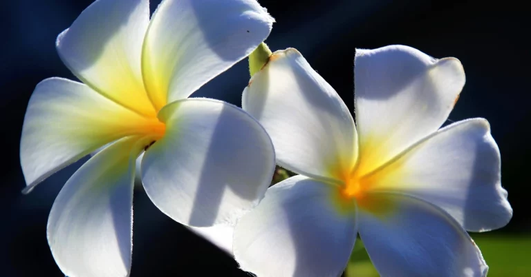 What’s the Difference Between Frangipani and Plumeria?